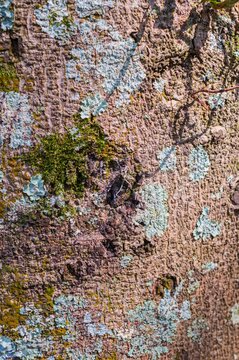 Closeup of moss covered tree trunk surface