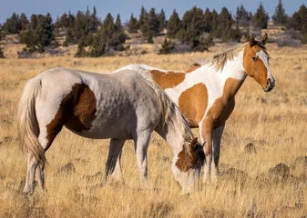 Tuinposter Beautiful horses grazing in the Steen Mountains of Oregon © Greg Waddell/Wirestock Creators