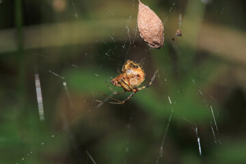 mangora acalypha spider macro photo