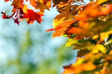 autumn maple leaves. bright leaves of trees in autumn park