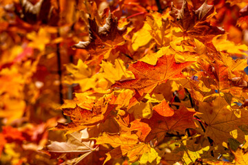 autumn maple leaves. bright leaves of trees in autumn park