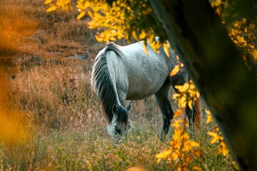 Closeup shot of a Polish Konik grazing in the forest © Vahid Barzegaran/Wirestock Creators