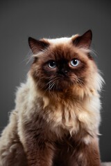 Vertical shot of a Himalayan cat against the black background - obrazy, fototapety, plakaty