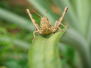 Brown Grasshopper, Close up head and eye of Bombay Locust on green leaf tree with natural black background, Thailand