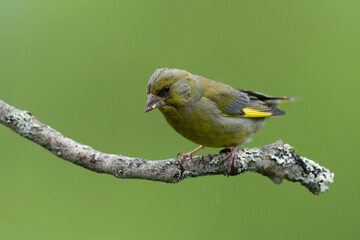 European Greenfinch (Chloris chloris) on a branch