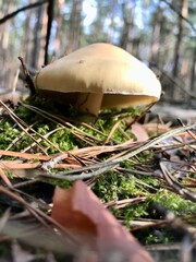 pilze pilze sammeln wald waldboden herbst