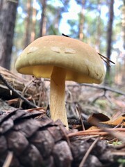pilz sammeln wald waldboden pilz essbare giftige pilze