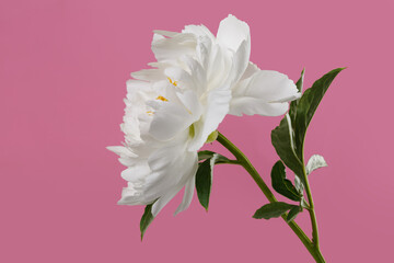 The white peony flower with a yellow middle is isolated on a pink background.