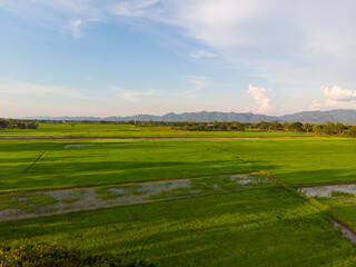 Aerial view green paddy rice plantation field sunset skt cloud