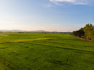 Fototapeta na wymiar Aerial view green paddy rice plantation field sunset skt cloud