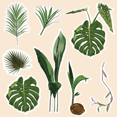 Set of stickers and icons of tropical palm leaves, monstera and plants illustration.