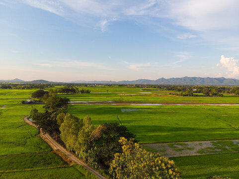 Aerial view green paddy rice plantation field sunset skt cloud
