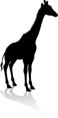 Obraz premium Giraffe Animal Silhouette