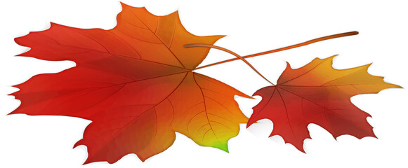 3D realistic Autumn plant maple leaf