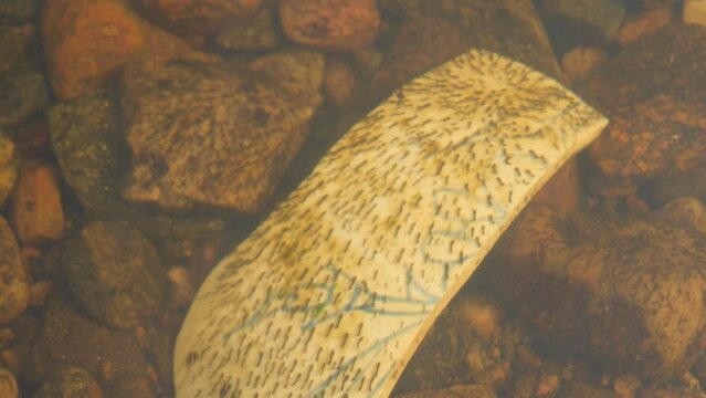Black Fly Larva In River Stream on Piece of Ceramics, Close Up