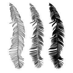 Palm leaves, black and white with drawing line art illustration. Isolated on white backdrop.