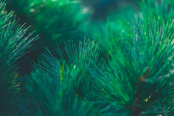 Forest background of pine needles. Christmas tree branches. Nature New Year concept. Festive design. Abstract natural green coniferous wallpaper. Macrophotography