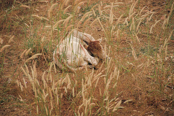 A cute calf resting among the swaying grass in the field during a warm summer day 