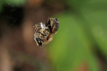 honey bee photo in natural pumpkin flower