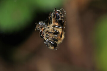 honey bee photo in natural pumpkin flower