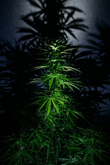 marijuana medical plant sativa indica cannabis