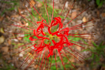 俯瞰で見る彼岸花