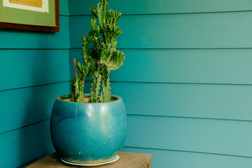 A cactus plant in a pot matching the blue color of the wall behind it