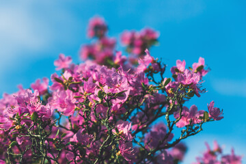 Obraz na płótnie Canvas Cherry blossoms close up on blue sky. Nature floral background. Pink sakura flowers in spring. Seasonal wallpaper. Cherry blossom branch on blue background.