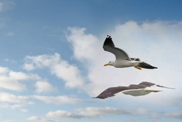 seagull in flight