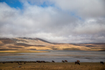 Fototapeta na wymiar Landscape with cows on the Georgian-Armenian border 