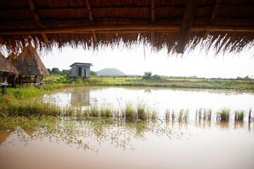 View of the flooded rice paddy seen from under a nipa roofed bungalow in Siem reap, Cambodia