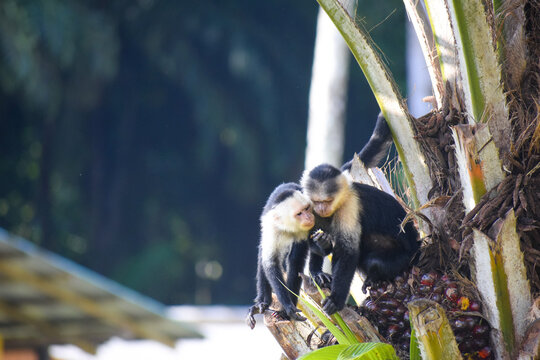 Beso | monos cariblancos | Cebus capucinus curtus