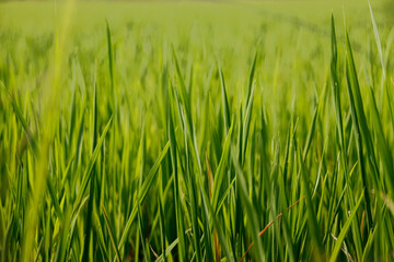 Fototapeta na wymiar Close up texture of lush green grass illuminated by the early morning light
