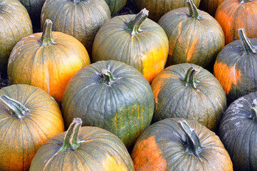 Lots of green and yellow pumpkins, autumn harvest. Background.