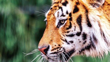 A very close wildlife portrait of the face of a Siberian tiger. The big cat is a dangerous predator, has orange and white fur with black stripes and is looking around to find some prey to hunt.