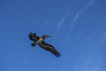 Pelicano en vuelo en cielo azul