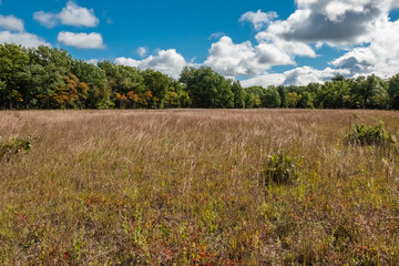 Fototapeta premium Forest Field