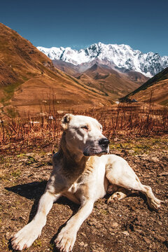 Dog In Front Of Shkhara Mountain In Georgia
