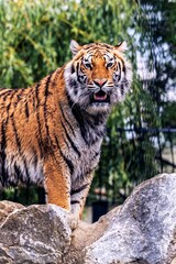 A close portrait of a siberian tiger standing on some rocks looking straight into the camera. The big cat predator animal has orange and white fur with black stripes.