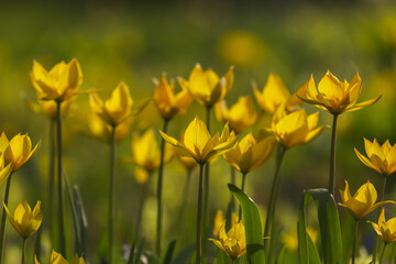 Yellow tulips field close-up. Tulipa sylvestris flowers. Floral background for design, postcards, posters, banners. Delicate petals on a dark background. Romantic wallpaper