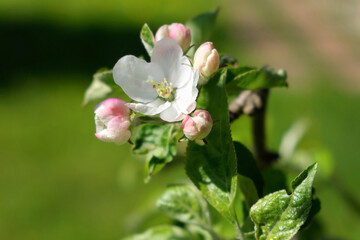 Fototapeta na wymiar Big Pink Apple Flower on Green Blurred Background. Close up. Spring Blossom in the Apple Orchard. Macro. Blooming Fruit Tree Branch. Plum, Cherry Blossoming Flower. Tranquil Nature. Garden. Idyllic