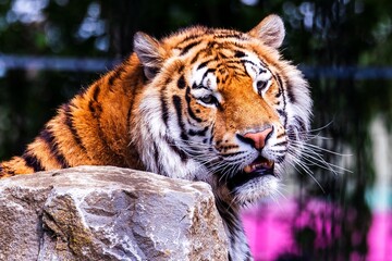 A portrait of a siberian tiger lying behind a rock actively looking for some prey. The dangerous predator animal is a big cat and has an orange and white fur with black stripes.