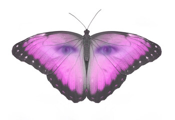 Pink Butterfleyes Watching You - spiritual paranormal concept of magenta butterfly with human eyes peering out isolated on a white background
