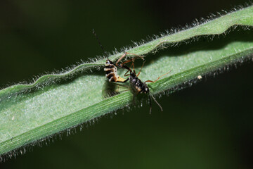 cotesia wasp insect macro photo