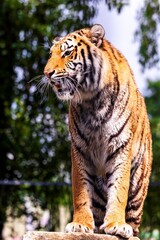 A portrait of a siberian tiger standing on a rock. The striped dangerous predator is looking around to spot some prey. The animal has black stripes in its orange fur.