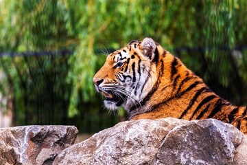 A portrait of a dangerous siberian tiger lying behind a rock and looking straight in front of it. The predator animal is a big cat and has an orange and white fur with black stripes.