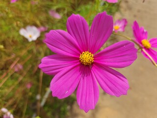 Obraz premium cosmos flower - beautiful pink flower - autumn flowers - flower close-up macro photography