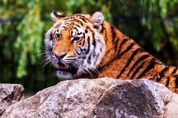 A close up portrait of a siberian tiger lying behind a rock and actively searching for some prey. The predator animal is a big cat and has an orange and white fur with black stripes.