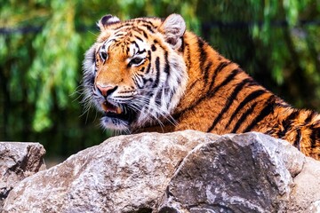 A portrait of an active siberian tiger lying behind a rock looking for some prey. The predator animal is a big cat and has an orange and white fur with black stripes.