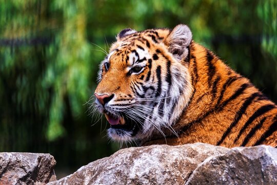 A portrait of a siberian tiger lying behind a rock looking for some prey. The predator animal is a big cat and has an orange and white fur with black stripes.